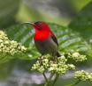 Explore the Best Bird Watching in Andaman
