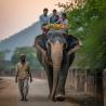 Book Jaipur Ranthambore Tour Package for an Unforgettable Rajasthan Adventure