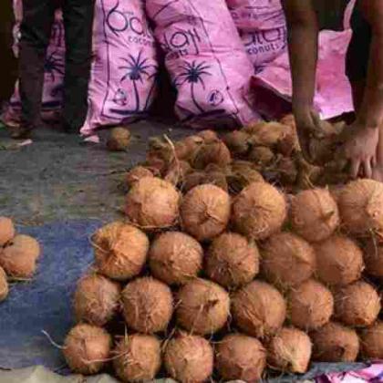 Coconuts with Clear Export Documentation – No Surprises