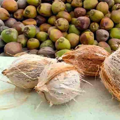 Coconuts with Clear Export Documentation – No Surprises